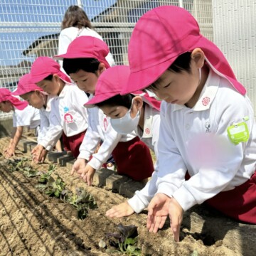 野菜の苗植え