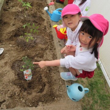 野菜の苗を植えました★年長組