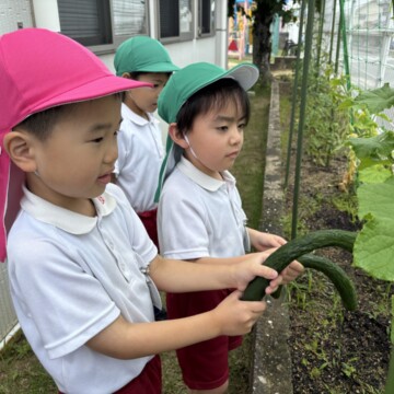 🥒野菜を収穫して食べました!🥒